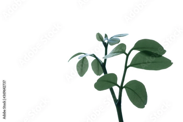 Obraz gałąź rośliny białe tło