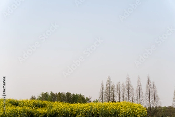 Obraz ポプラ並木と菜の花