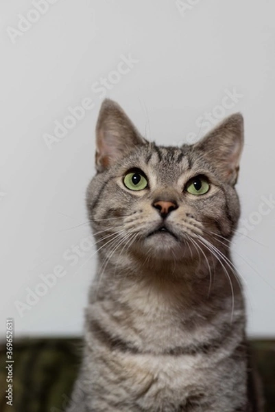 Obraz 見つめる猫ちゃん　　　サバトラ猫