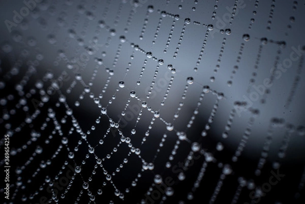 Fototapeta spider web with morning dew drops