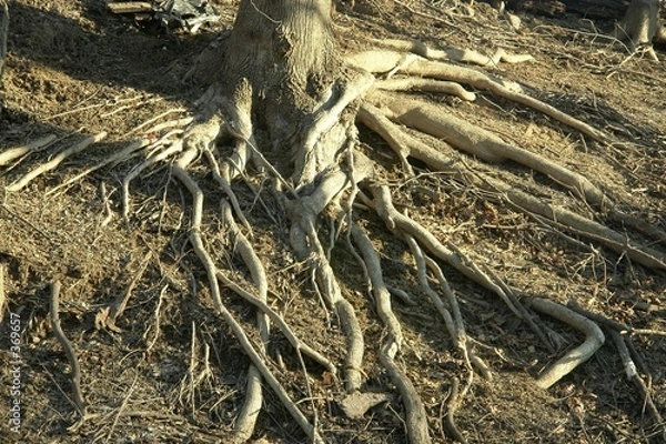 Fototapeta roots
