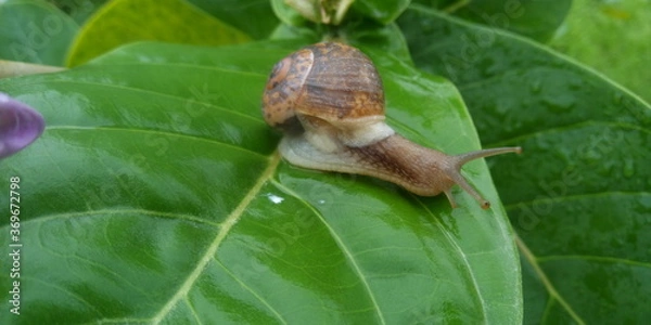 Obraz snail on a leaf