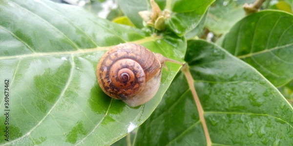Obraz snail on a leaf