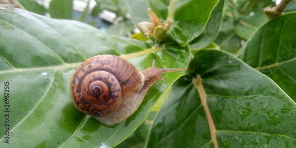 Obraz snail on leaf