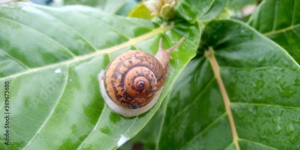 Obraz snail on a leaf
