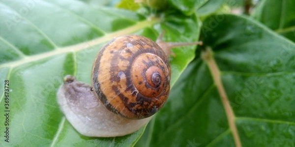 Obraz snail on a leaf
