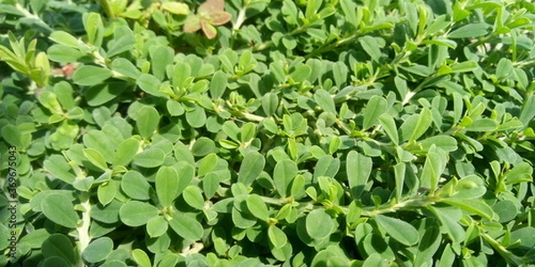 Obraz green grass background