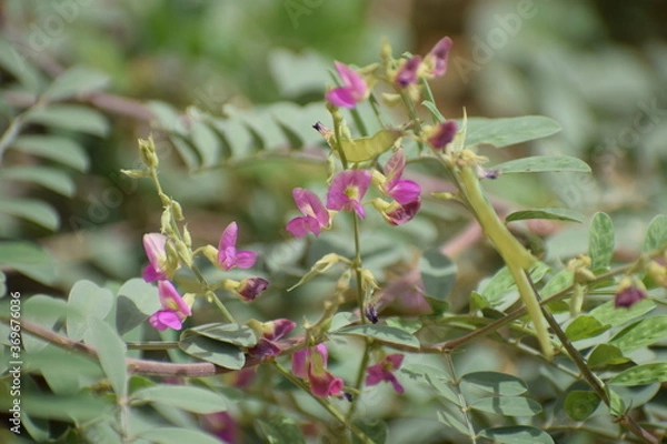 Fototapeta Panicled Tick Trefoil (Desmodium paniculatum) Bean family (Fabaceae). 