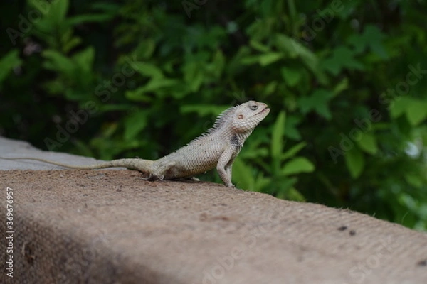 Fototapeta The Indian chameleon(Chamaeleo zeylanicus) is found in Sri Lanka, India, and other parts of South Asia. This species has a long tongue, feet that are shaped into bifid claspers, a prehensile tail.