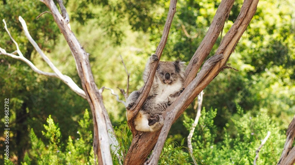 Obraz koala in the tree
