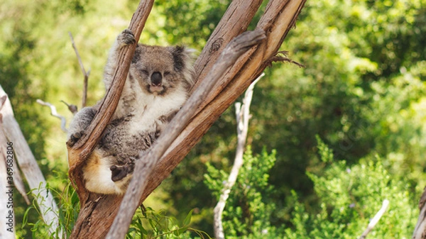 Obraz koala in the tree