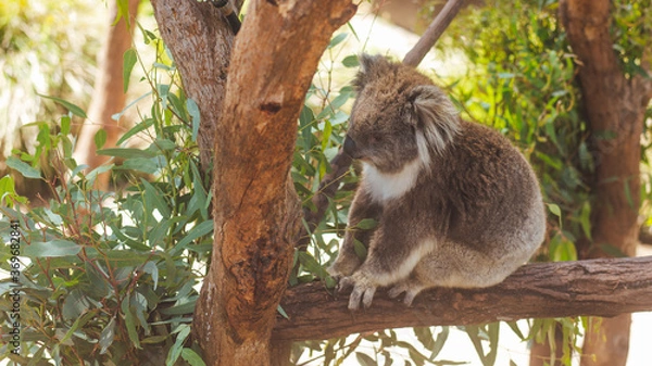 Obraz koala in tree