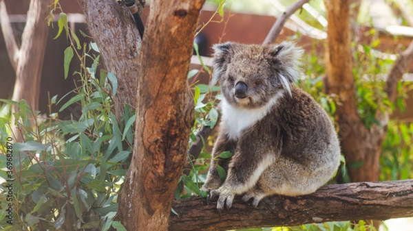 Obraz koala in a tree