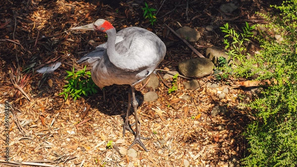 Obraz red crowned crane