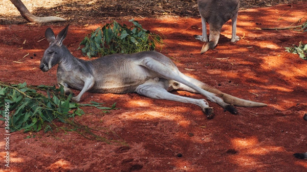Obraz kangaroo in australia