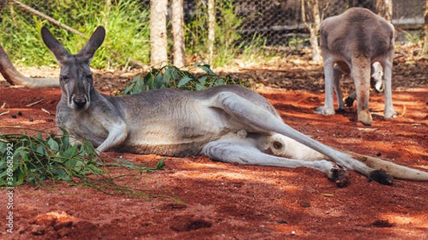 Obraz kangaroo in the zoo
