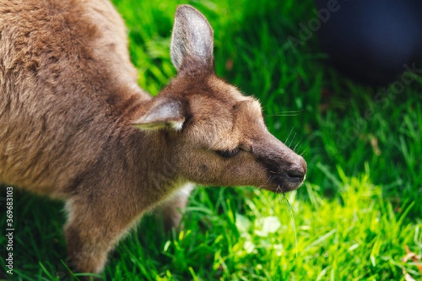 Obraz kangaroo in the park