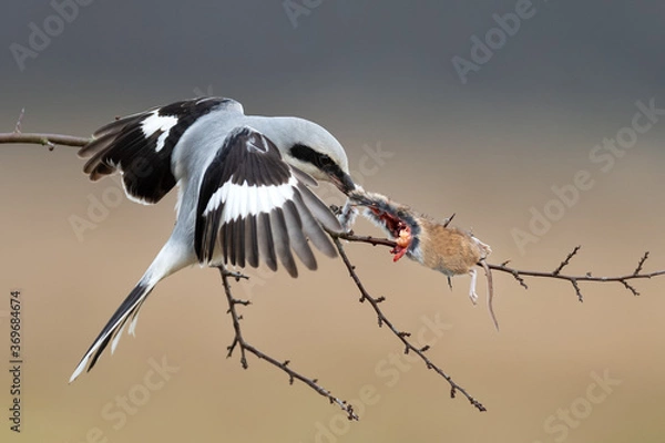 Obraz A small predator eats a mouse, Great Grey Shrike