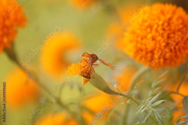 Fototapeta dragonfly on a flower