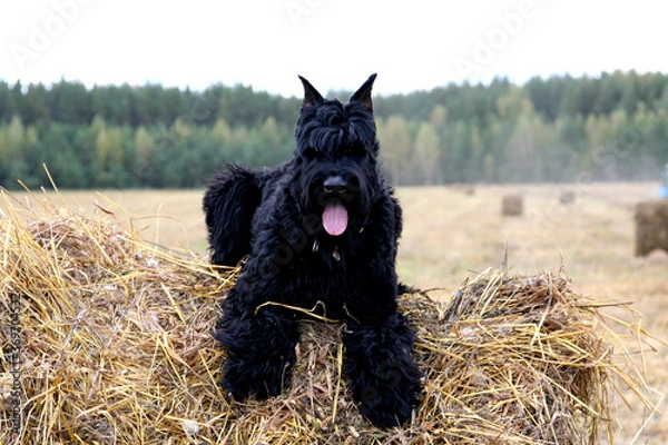 Obraz rienschnauzer in the hay field