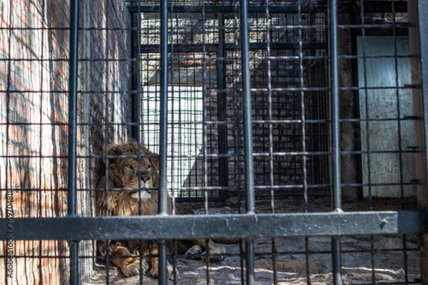 Fototapeta The lion rests in the shade of the cage behind bars on a hot summer day in zoo park of Jagodina, Serbia