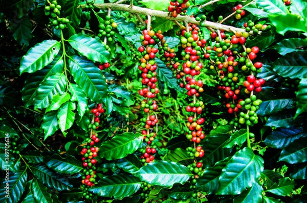 Obraz Coffee beans on tree in farm