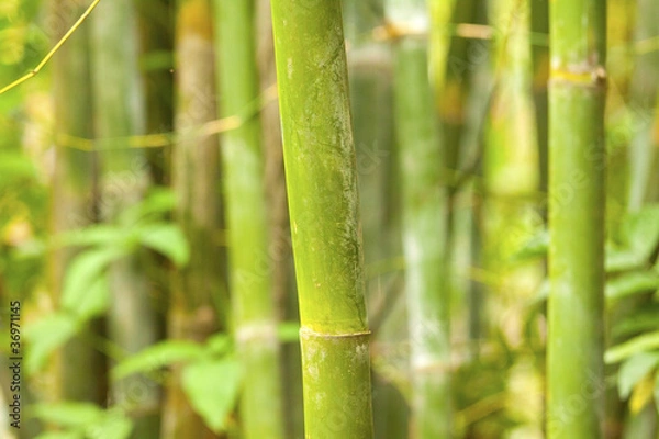 Fototapeta A bamboo grove background