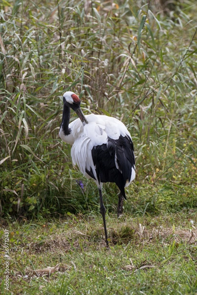 Fototapeta Japanese red crowned crane, also known as the Manchurian crane. Japan