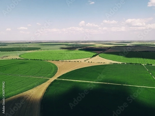 Fototapeta fields with crops top view