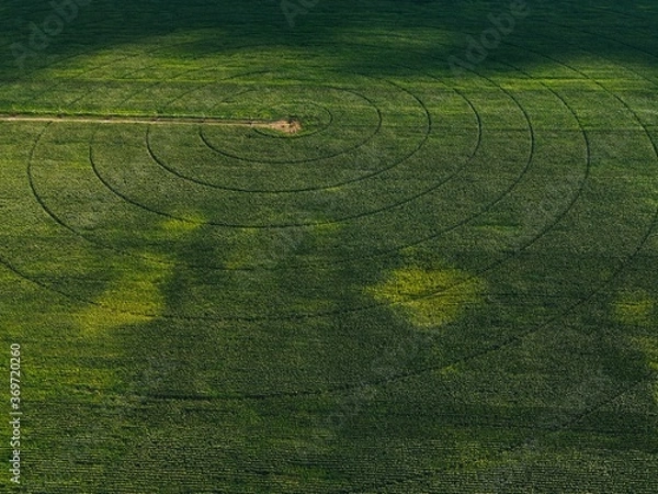 Fototapeta harvest in the field top view