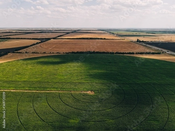 Fototapeta fields with crops top view