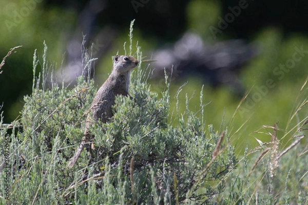 Obraz Ground Squirrel