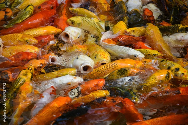 Fototapeta koi fish in the pond