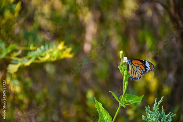 Obraz butterfly on a flower