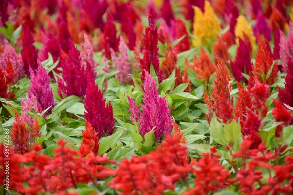Obraz red flowers in the garden