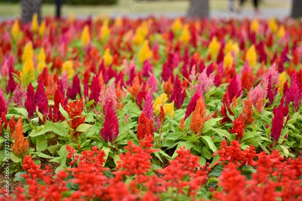 Obraz red tulips in the garden
