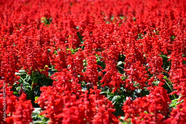Obraz red and white flowers