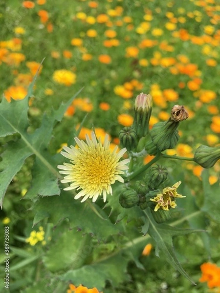 Obraz bee on a flower