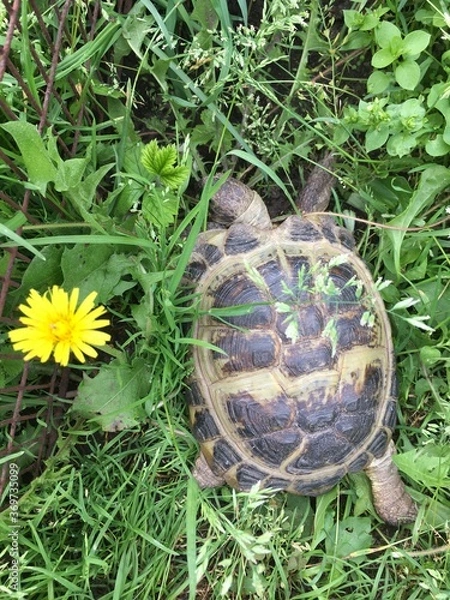 Obraz turtle in the grass