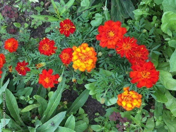 Obraz red and yellow flowers