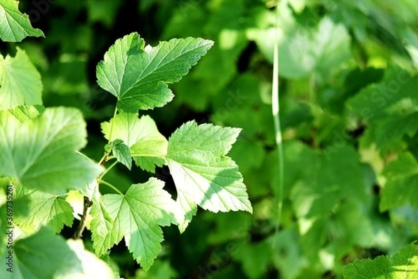 Obraz green leaves background