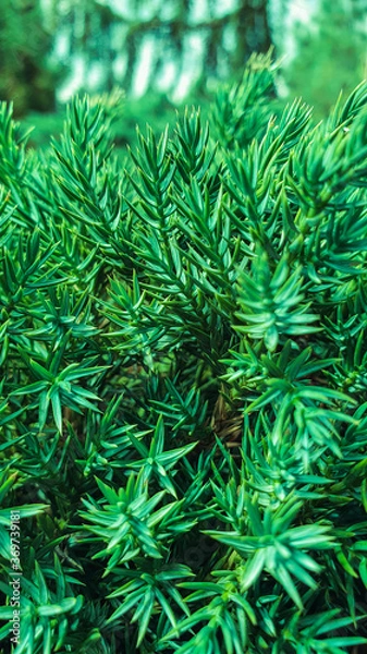 Obraz Green plants bright day light, abstract background, Flat lay. Nature concept. Copy space.