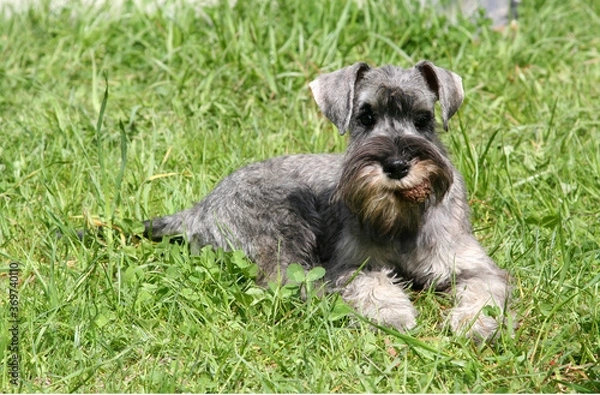Obraz miniature schnauzer on grass