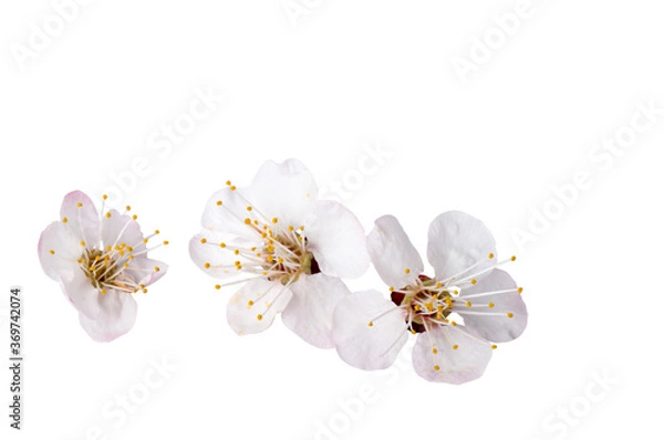 Fototapeta Branch with blossoms cherry Isolated on white background.