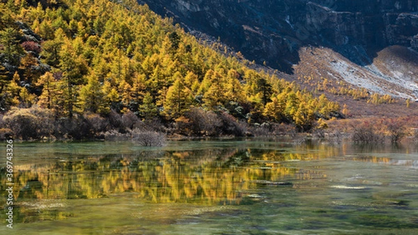 Obraz Yellow tree and lake reflection in Yading