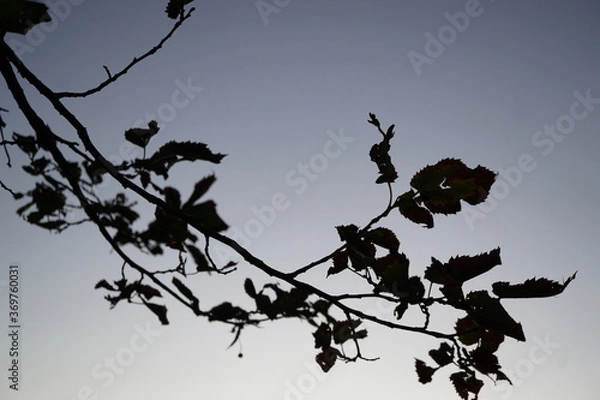 Obraz A branch