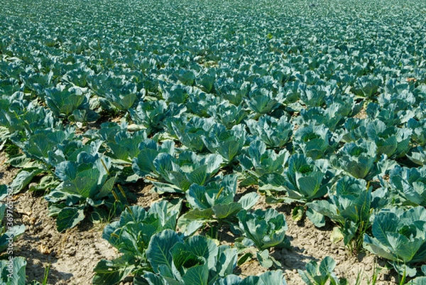 Obraz 
cabbage field