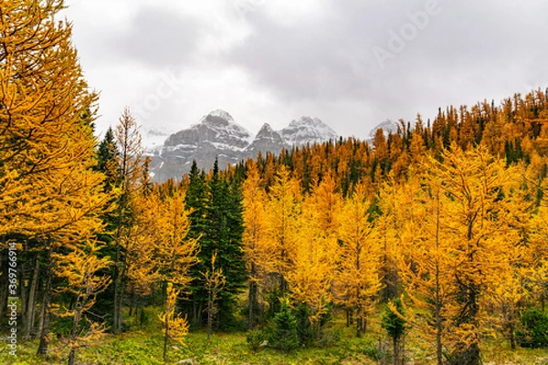 Fototapeta Fall Autumn Colorful Trees In The Mountains