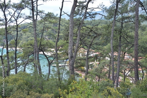 Obraz Forest seaside.