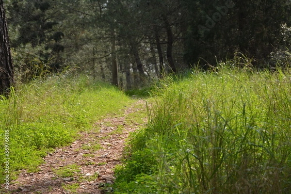 Obraz path in the woods
